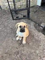 Rory, a female Great Pyrenees and Cane Corso for sale in Oceanside, CA – 2 of 2