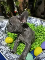 Female Blue Frenchie, a female French Bulldog for sale in Beaumont, CA – Photo 3 of 10