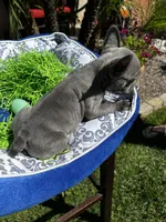 Female Blue Frenchie, a female French Bulldog for sale in Beaumont, CA – Photo 10 of 10