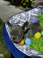 Female Blue Frenchie, a female French Bulldog for sale in Beaumont, CA – Photo 5 of 10