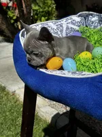 Female Blue Frenchie, a female French Bulldog for sale in Beaumont, CA – Photo 6 of 10