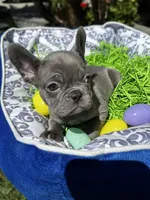 Female Blue Frenchie, a female French Bulldog for sale in Beaumont, CA – Photo 4 of 10