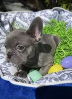 Female Blue Frenchie, a female French Bulldog for sale in Beaumont, CA – Photo 1 of 10