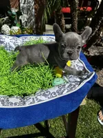 Female Blue Frenchie, a female French Bulldog for sale in Beaumont, CA – Photo 9 of 10