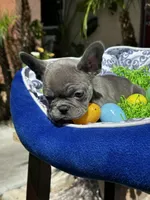 Female Blue Frenchie, a female French Bulldog for sale in Beaumont, CA – Photo 2 of 10