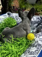 Female Blue Frenchie, a female French Bulldog for sale in Beaumont, CA – Photo 7 of 10