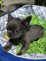 Male Blue Fluffy French, a male French Bulldog for sale in Beaumont, CA – Photo 5 of 8