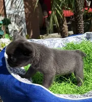 Male Blue Fluffy French, a male French Bulldog for sale in Beaumont, CA – Photo 6 of 8