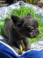 Male Blue Fluffy French, a male French Bulldog for sale in Beaumont, CA – Photo 2 of 8