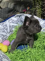 Male Blue Fluffy French, a male French Bulldog for sale in Beaumont, CA – Photo 4 of 8