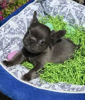 Male Blue Fluffy French, a male French Bulldog for sale in Beaumont, CA – Photo 3 of 8