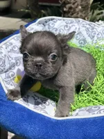 Male Blue Fluffy French, a male French Bulldog for sale in Beaumont, CA – Photo 7 of 8
