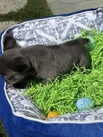 Male Blue Fluffy French, a male French Bulldog for sale in Beaumont, CA – Photo 8 of 8