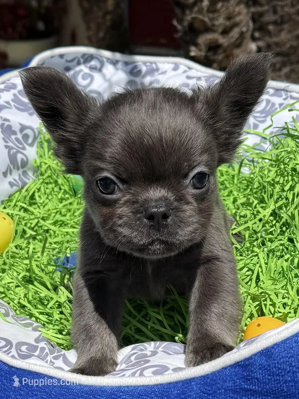 Male Blue Fluffy French – French Bulldog puppy for sale in Beaumont, CA