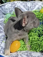 Female Blue Tan Frenchie, a female French Bulldog for sale in Beaumont, CA – Photo 5 of 10