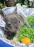 Female Blue Tan Frenchie, a female French Bulldog for sale in Beaumont, CA – Photo 4 of 10