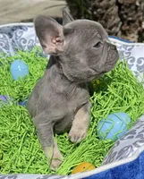 Female Blue Tan Frenchie, a female French Bulldog for sale in Beaumont, CA – Photo 3 of 10
