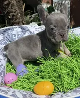 Female Blue Tan Frenchie, a female French Bulldog for sale in Beaumont, CA – Photo 6 of 10