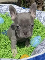 Female Blue Tan Frenchie, a female French Bulldog for sale in Beaumont, CA – Photo 2 of 10
