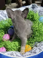 Female Blue Tan Frenchie, a female French Bulldog for sale in Beaumont, CA – Photo 8 of 10