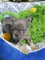 Female Blue Tan Frenchie, a female French Bulldog for sale in Beaumont, CA – Photo 10 of 10