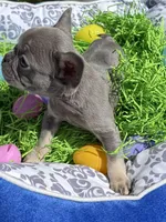 Female Blue Tan Frenchie, a female French Bulldog for sale in Beaumont, CA – Photo 9 of 10
