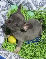 Female Blue Tan Frenchie, a female French Bulldog for sale in Beaumont, CA – Photo 7 of 10