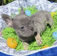 Female Blue Tan Frenchie, a female French Bulldog for sale in Beaumont, CA – Photo 1 of 10