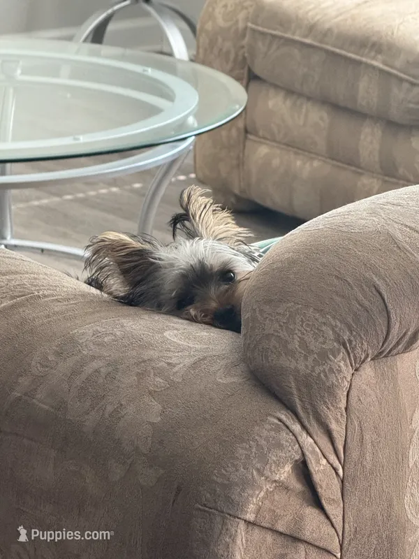 Sky – Yorkshire Terrier puppy for sale in Hiram, GA
