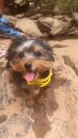 Sky, a female Yorkshire Terrier for sale in Hiram, GA – 3 of 8