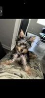 Sky, a female Yorkshire Terrier for sale in Hiram, GA – 5 of 8