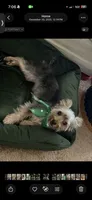 Sky, a female Yorkshire Terrier for sale in Hiram, GA – 6 of 8