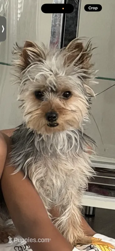 Sky – Yorkshire Terrier puppy for sale in Hiram, GA