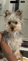 Sky, a female Yorkshire Terrier for sale in Hiram, GA – 7 of 8