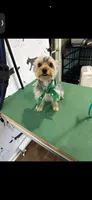 Sky, a female Yorkshire Terrier for sale in Hiram, GA – 2 of 8