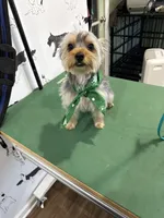 Sky, a female Yorkshire Terrier for sale in Hiram, GA – 4 of 8