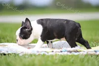 AKC "Sweet Cheeks", a female Boston Terrier for sale in Lamar, MO – 6 of 10