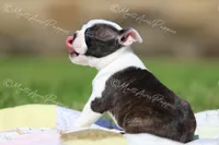 AKC "Cupcake", a female Boston Terrier for sale in Lamar, MO – 7 of 10