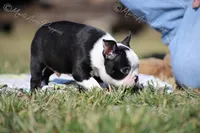AKC "Tubby", a male Boston Terrier for sale in Lamar, MO – Photo 6 of 10