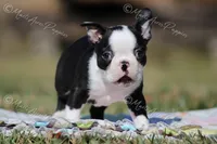 AKC "Tubby", a male Boston Terrier for sale in Lamar, MO – Photo 2 of 10