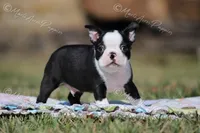 AKC "Tubby", a male Boston Terrier for sale in Lamar, MO – Photo 3 of 10