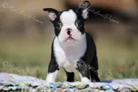 AKC "Tubby", a male Boston Terrier for sale in Lamar, MO – Photo 1 of 10