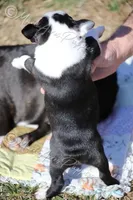 AKC "Tubby", a male Boston Terrier for sale in Lamar, MO – Photo 5 of 10