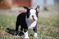 AKC "Tubby", a male Boston Terrier for sale in Lamar, MO – Photo 8 of 10