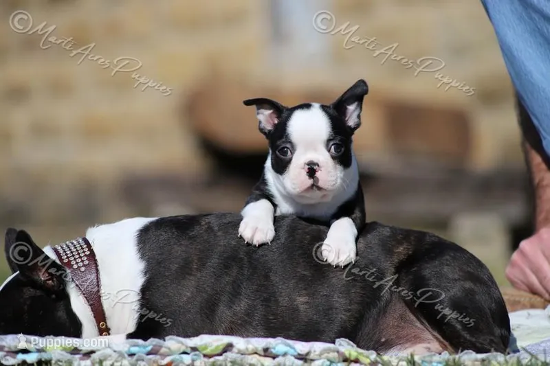 AKC "Tubby" – Boston Terrier puppy for sale in Lamar, MO