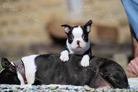 AKC "Tubby", a male Boston Terrier for sale in Lamar, MO – Photo 9 of 10