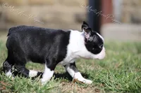 AKC "Tubby", a male Boston Terrier for sale in Lamar, MO – Photo 7 of 10