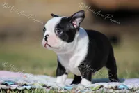 AKC "Tubby", a male Boston Terrier for sale in Lamar, MO – Photo 4 of 10