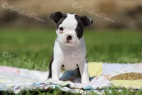 AKC "Princess", a female Boston Terrier for sale in Lamar, MO – 3 of 10