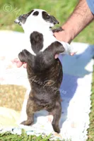 AKC "Princess", a female Boston Terrier for sale in Lamar, MO – 5 of 10